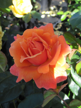Englische Rose Easy Does It